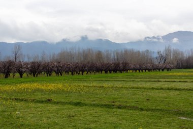 Güzel bir kayısı ve meyve çiftliği