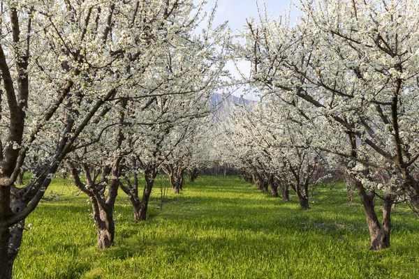 Plum fruit farm blossom in the spring
