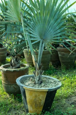 Çimento kabında gümüş bismarck palmiyesi