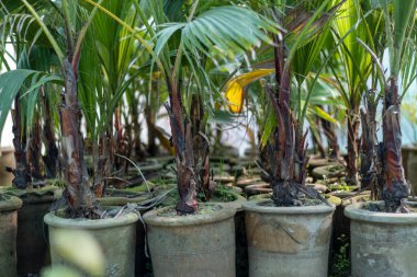 Serada kil kaplarda büyüyen yelpaze palmiyesi