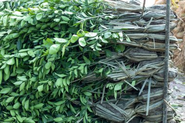 Limon ağaçları filizleniyor ya da ekin için kökleri olan küçük limon bitkileri.