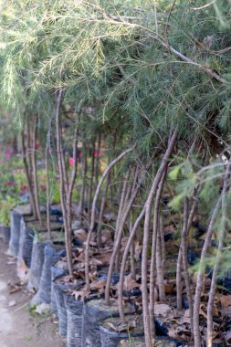 Himalaya sedir ağacı fidanlığı için küçük ağaçlar