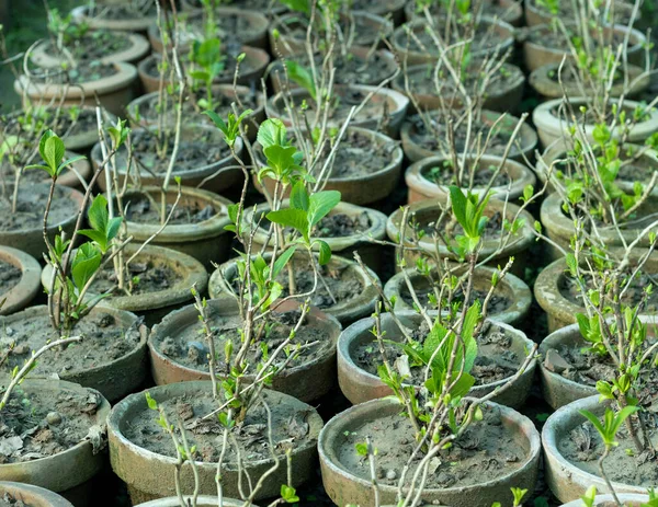 Gardenia Sämlinge Wachsen Tontöpfen — Stockfoto