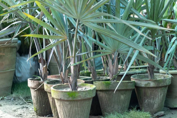 Leverfläktpalmer Planterade Lerkruka Plantskolan — Stockfoto