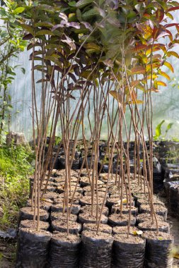 Plastik torbalarda guava bitkileri