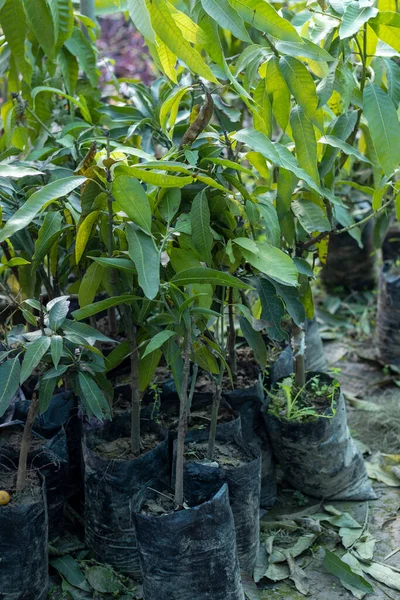 Растения Манго Пластиковых Пакетах — стоковое фото