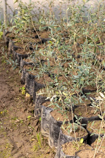 植物苗圃中的橄榄树幼苗 — 图库照片