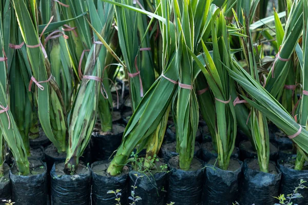 Yucca Palmy Plastových Sáčcích — Stock fotografie