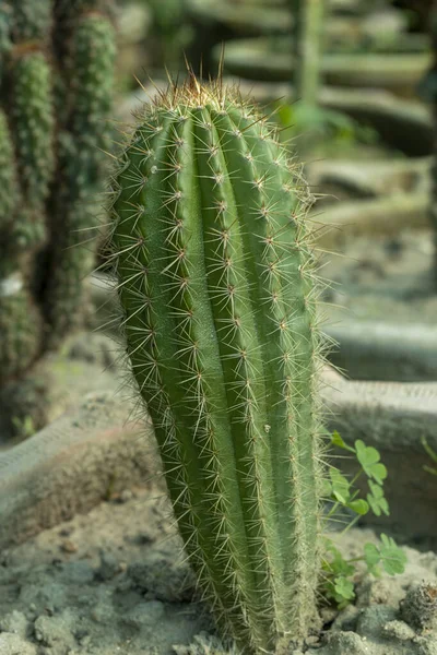 Echinopsis Spachiana Arany Fáklya Kaktusz — Stock Fotó