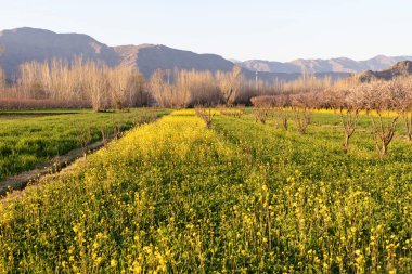 Bahar mevsiminde çiçek açan tarlaların güzel manzarası.