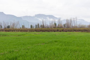 Yağmur mevsiminde bir tarlanın güzel doğa manzarası