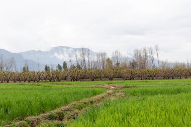 Bahar mevsiminde şeftali ağaçları ya da şeftali bahçesi manzarası.