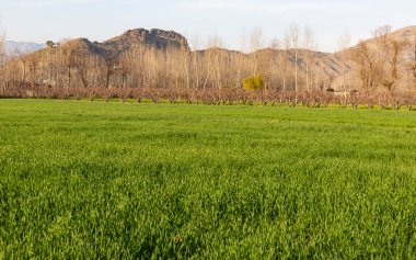 Sonbahar mevsiminde günbatımında ya da gündoğumunda yapraksız bir ağaçtan gelen güneş ışınları