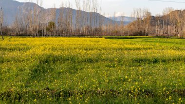 Bahar mevsiminde kanola ekinleri çiçek açar.