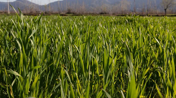 Вирощування Пшениці Полях Ранній Стадії Росту — стокове фото
