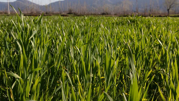 Wheat Crop Growing Fields Early Growth Stage — Stock Photo, Image