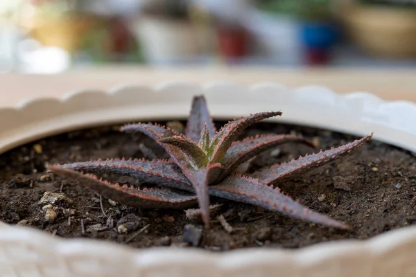 Aloe Hibrit Fabrikasının Yakın Çekim Görüntüsü — Stok fotoğraf