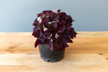 Purple shamrocks plant in a plastic nursery pot clipart