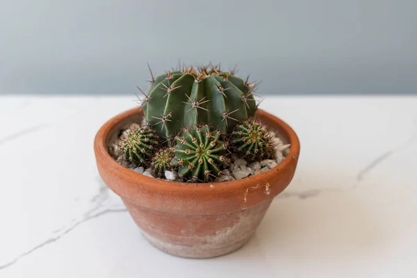 Kaktus Einem Braunen Tontopf — Stockfoto
