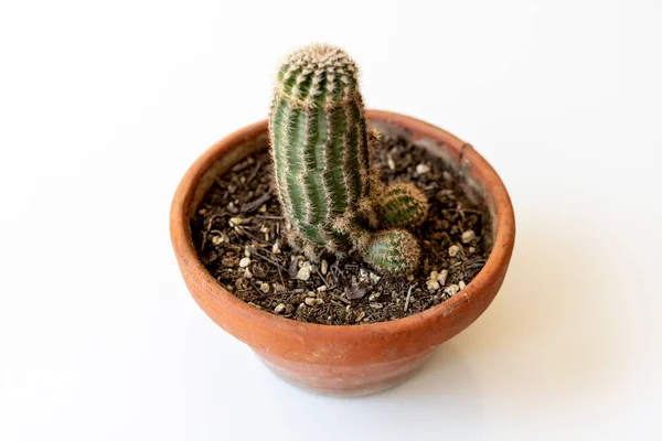 Conceptual Image Cactus Penis Shape — Fotografia de Stock