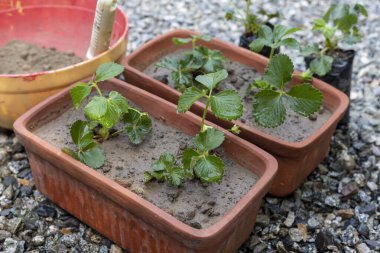 Tencerede çilek yetişiyor.