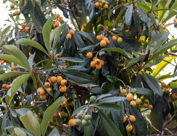 Frutta Fresca Loquat Nell Albero — Foto Stock