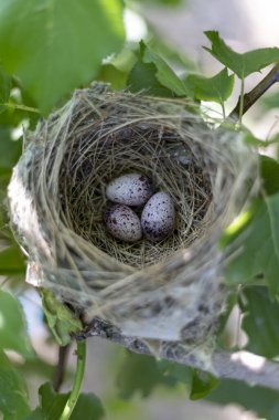 Ağaç dalında üç yumurta olan kuş yuvası