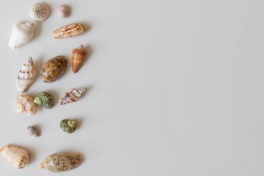 Boş alanı olan deniz kabukları
