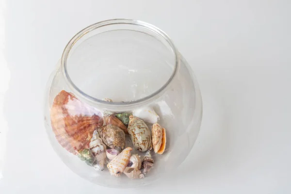 Sea Shells Transparent Jar — Foto Stock