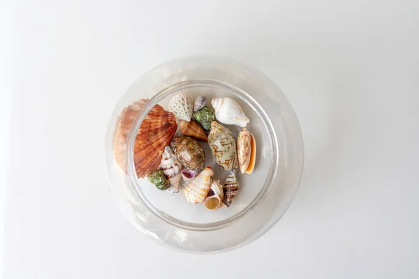 Seashell Collection Transparent Vase — Foto Stock