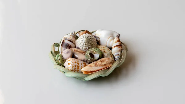 在一个篮子里的海贝壳 — 图库照片