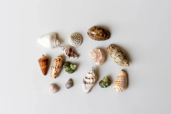 Various Seashell Collection White Background — стоковое фото