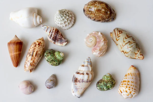 Seashells Various Shapes Types White Isolated Background — стоковое фото