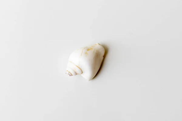 Beautiful Seashell Isolated Background — Foto Stock