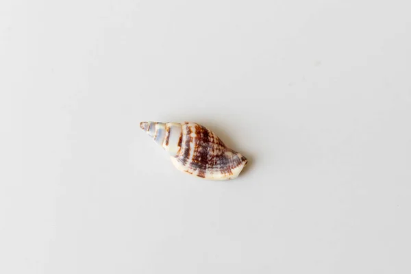 Empty Washed Seashell White Background — Foto Stock