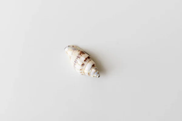 Spiral Single Seashell White Background — стоковое фото