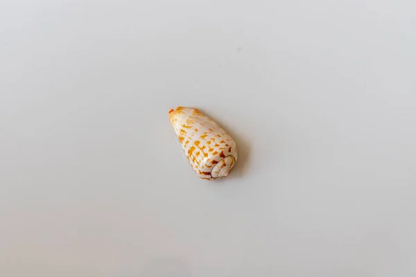 Single Seashell White Isolated Background — стоковое фото