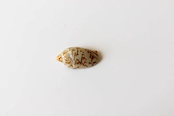 Морська Черепашка Білому Ізольованому Фоні — стокове фото