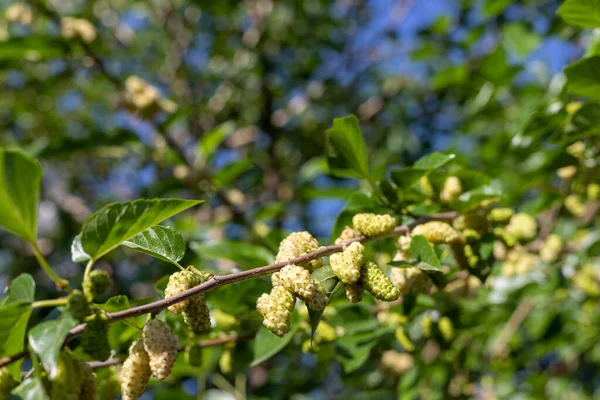 Organik dutlu Pakistan dut ağacı