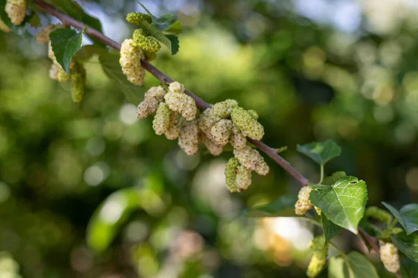 Ormandaki bir ağaç dalında dut meyvesi