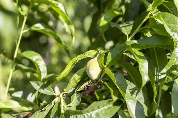 Şeftali Ağacında Yetişen Küçük Şeftali Meyvesi — Stok fotoğraf