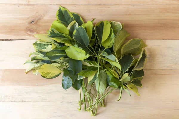 Umbrella Plant Propagation Leaf — Stock Photo, Image