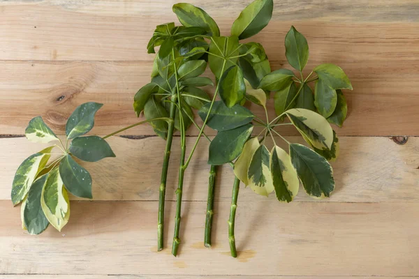 Schefflera Stem Cuttings Propagation — Stock Photo, Image