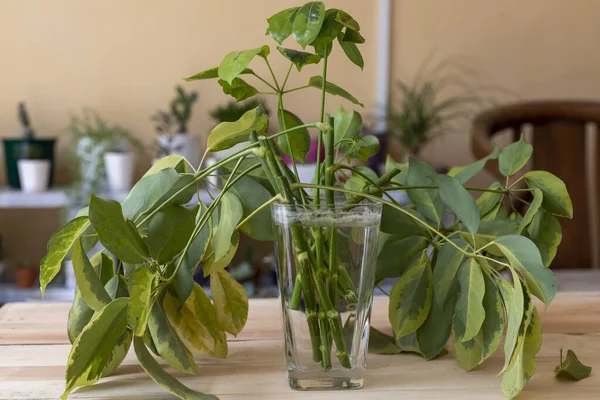 Sudaki kesiklerden kaynaklanan şema yayılımı