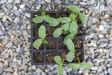 Tepside salatalık tohumları.