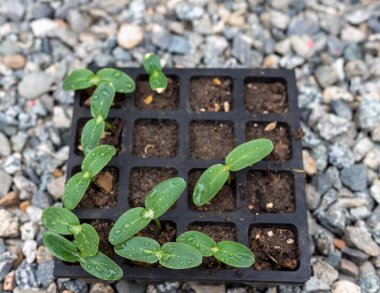 Cucumber seedlings sprout in a tray