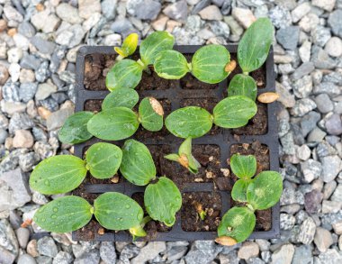 Şişe kabağı tohumu fidan tepsisinde filizlenir.