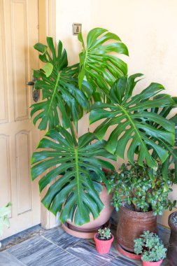 Bahçede Monstera deliciosa bitkiler Tropikal arka plan bırakır