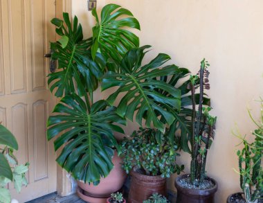 Monstera deliciosa büyük bir saksıda bitki