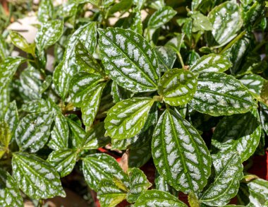 Pilea Cadierei bitkisinin doğal yeşil yaprakları